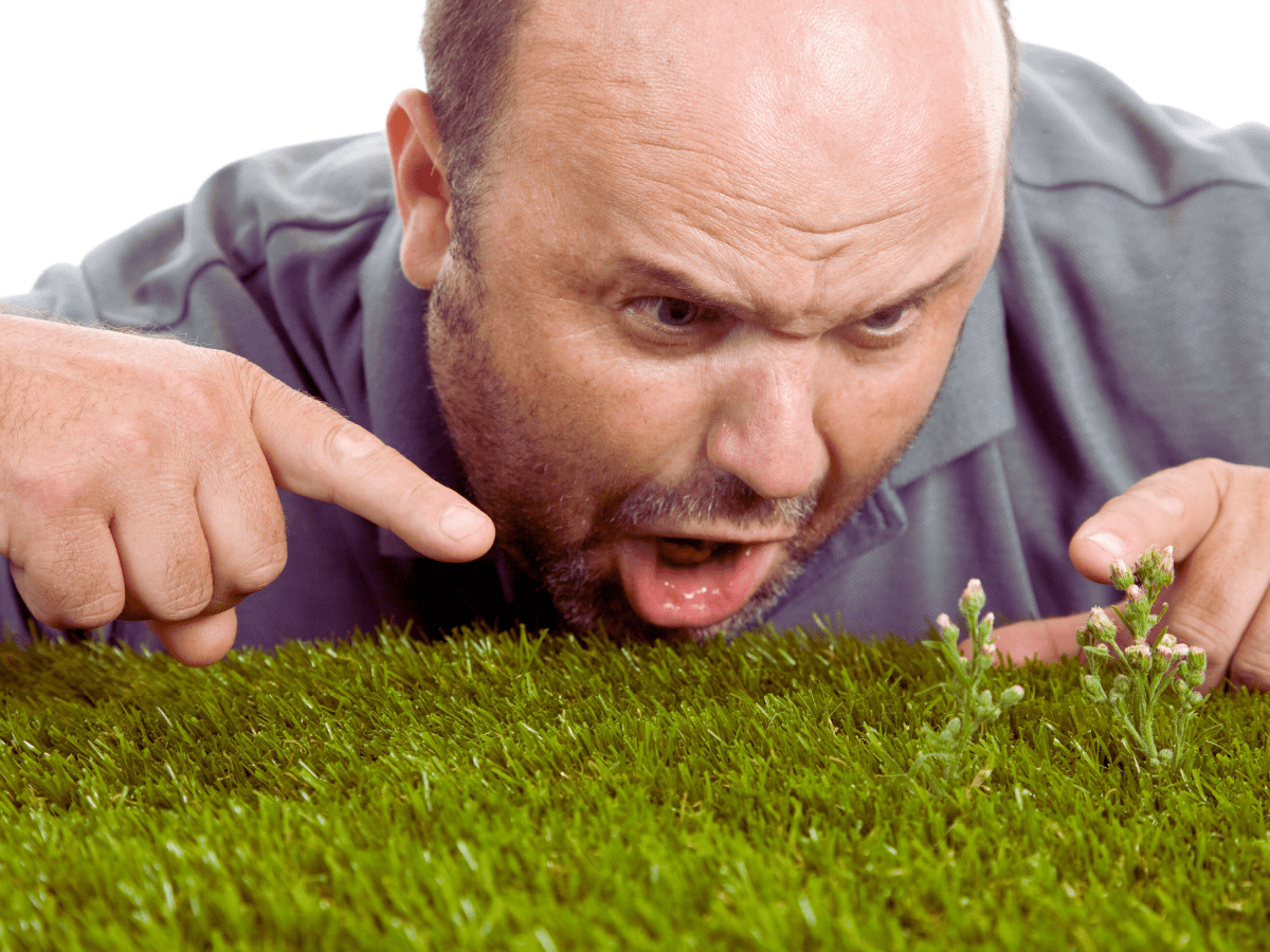 12 Common Weeds in North Texas | Lawn Sense